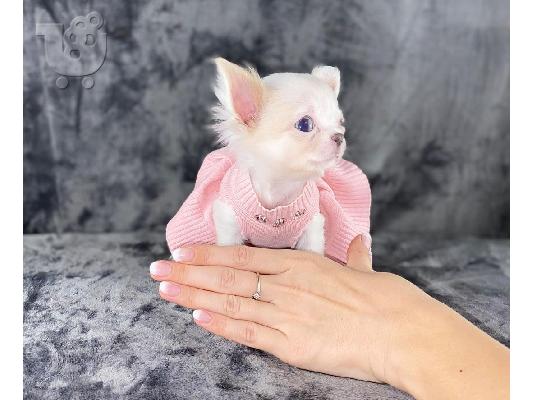 Κουτάβια AKC reg Chihuahua